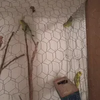 جوجه عروس هلندی|پرنده|رفسنجان, |دیوار