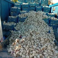 سیر تازه