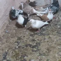 ساده|پرنده|نیشابور, مازول|دیوار