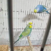 مرغ عشق رینبو