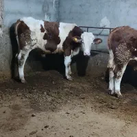 گوساله نر شرابی