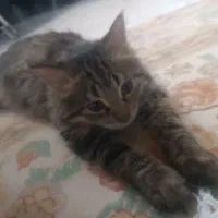 واگذاری گربه