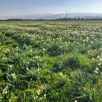 پیاز گل نرگس شهلا|گل و گیاه طبیعی|خفر, |دیوار