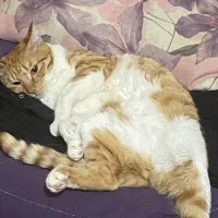 واگذاری گربه DSH