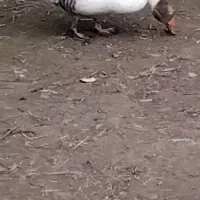 یک عدد غاز ماده