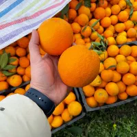 فروش پرتقال آبدار خوش سایز سر باغ