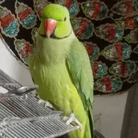 طوطی ملنگو نر سالم