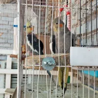 عروس پارس تمیز سرحال درحال جفت گیری هستند|پرنده|اهواز, فرهنگ شهر|دیوار