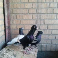 تعدادی کبوترسینه ای زاغ چشم ونوک ویک عددزیل|پرنده|فولادشهر, A4|دیوار