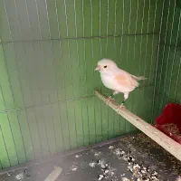 قناری و سهره|پرنده|هشتگرد, شهرک راه آهن|دیوار