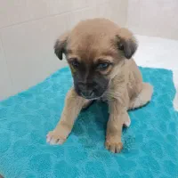 واگذاری سگ|سگ|پاکدشت, پاکدشت (مامازند)|دیوار