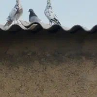 کبوتر درجه یک