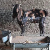 گوسفند پاکستانی|حیوانات مزرعه|یزد, |دیوار