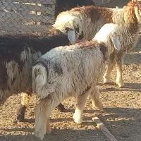 بره نر و ماده کهره نر