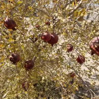 انار ترک خرده واسه رب انار|خوردنی و آشامیدنی|شاهین‌شهر, گرگاب|دیوار