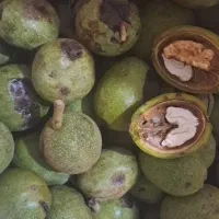 گردوی کاغذی، تازه با پوست سبز|خوردنی و آشامیدنی|قم, کیوانفر|دیوار