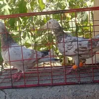 سار هفرنگ