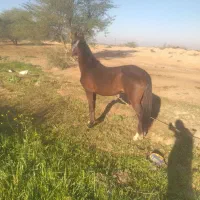 فروش اسب