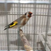 سهره قفس و یکماه قفس بندر ماهشهر|پرنده|چمران, |دیوار