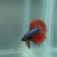 ماهی فایتر|ماهی|تهران, اسکندری|دیوار