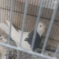 طوقی نر|پرنده|شاهین‌شهر, گزبرخوار|دیوار