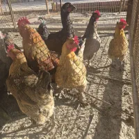 تعدادی مرغ و خروس برهما محلی