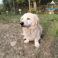 سگ گمشده|حیوانات|رشت, گیل|دیوار