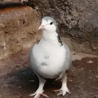 ۳ کفتر صید پرشی