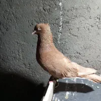 یه جفت زرد سرخ چشم نوک سفید