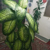 گل دیفن باخیا