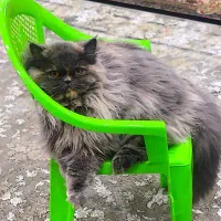 گربه پرشین اسکاتیش ماده جهت جفت گیری