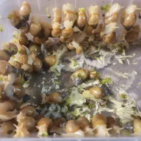 حلزون آچا چیتا|خزنده|اصفهان, برلیان|دیوار