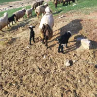 فروش 14میش ابستن ترکی اصل