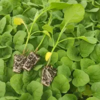 نشا گوجه بادمجان هندوانه ملون جانا و...