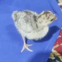 جوجه بوقلمون یک هفته ای|حیوانات مزرعه|بندر ماهشهر, |دیوار