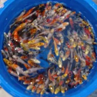 ماهی کوی سه بند تا مولد