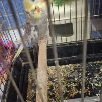 سلام یه جفت عروس هلندی ماده لوتینو ونر اهویی