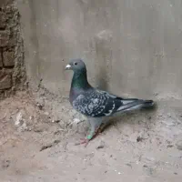 دوتا پلاکی با ضمانت