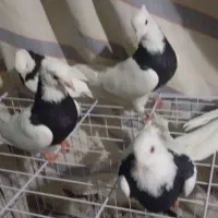 طوق سیاه|پرنده|دره شهر, |دیوار