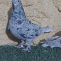 جفت هفت رنگ دم سفید