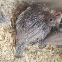 جوجه عروس هلندی|پرنده|کرمان, |دیوار