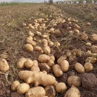 سیب زمینی درجه یک بادمجان و پیاز تازه