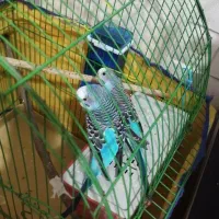 فروش جفت مرغ عشق جوان و سالم