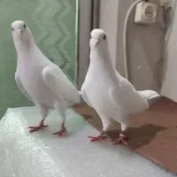 یک جفت کبوتر سفید چشم سیاه