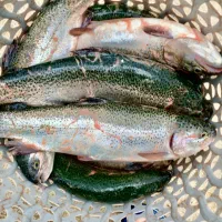 فروش ماهی قزل الا به قیمت عمده سر استخر