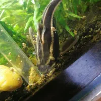 کت فیش گربه ماهی|ماهی|قم, پردیسان|دیوار