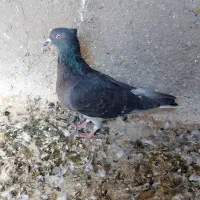 تعداد ۵ عدد کبوتر رنگی پرشی|پرنده|محمدیه-قزوین, |دیوار