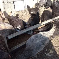 مرغ خروس جوجه گلین فول کیفیت|حیوانات مزرعه|اصفهان, بهارستان|دیوار