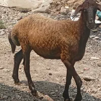 تقلی ماده زیر قوچ