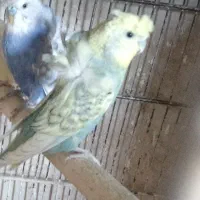 یک جفت مرغ عشق پروانه ای و دو جفت کوتوله برزیلی.|پرنده|نیشابور, ریوند|دیوار